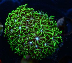 Green Star polyps long 