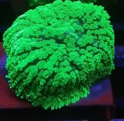 Mushroom Green Tonga 