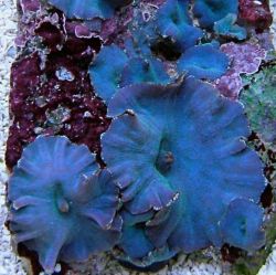 Mushroom Blue space 
